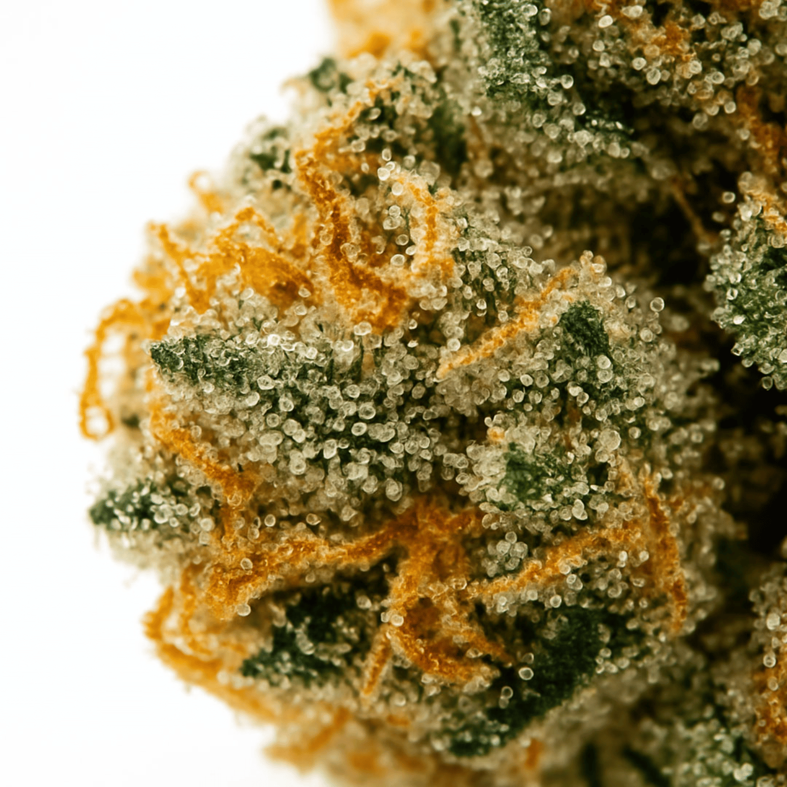 Orange Bud THV+