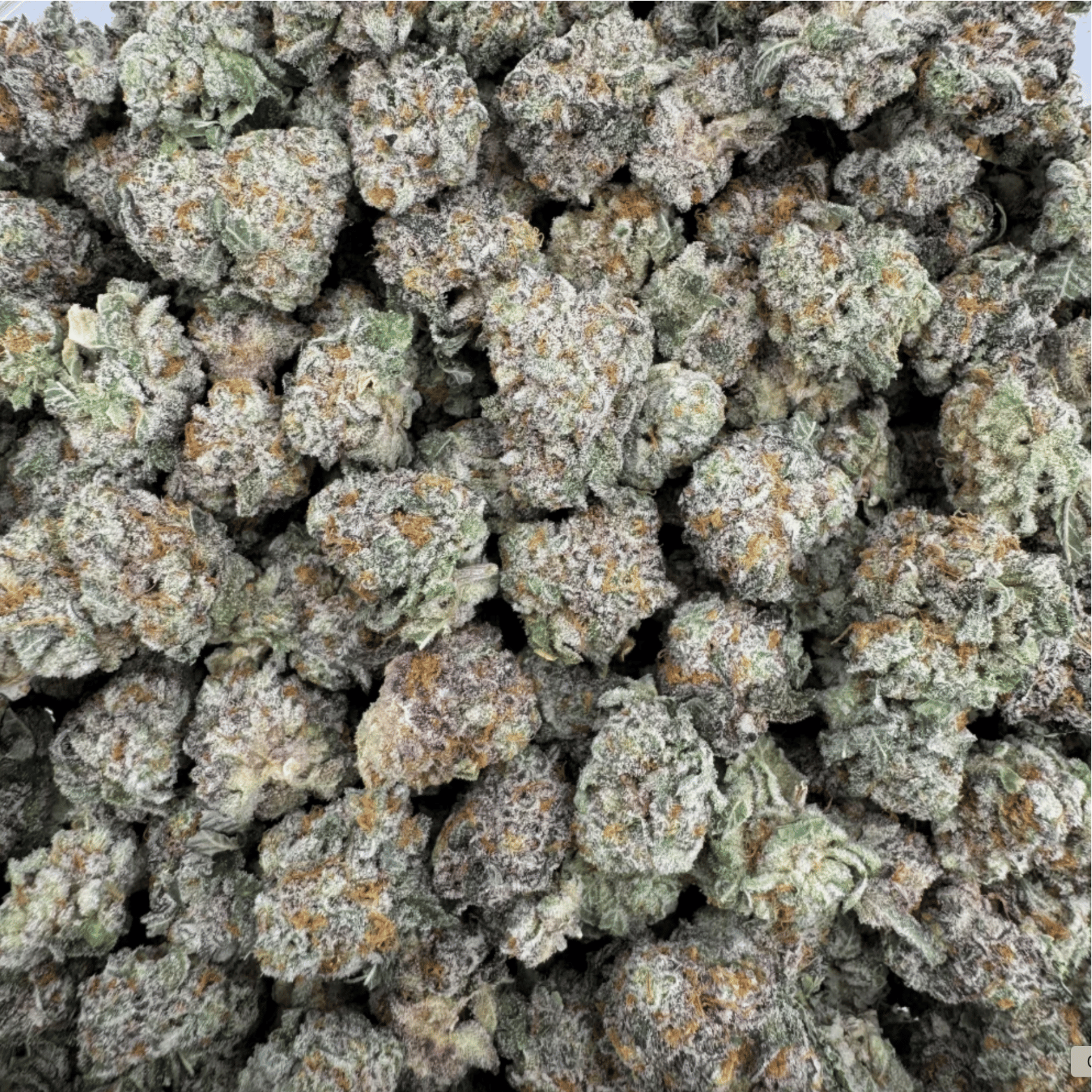 Strawberry Small Buds THV+