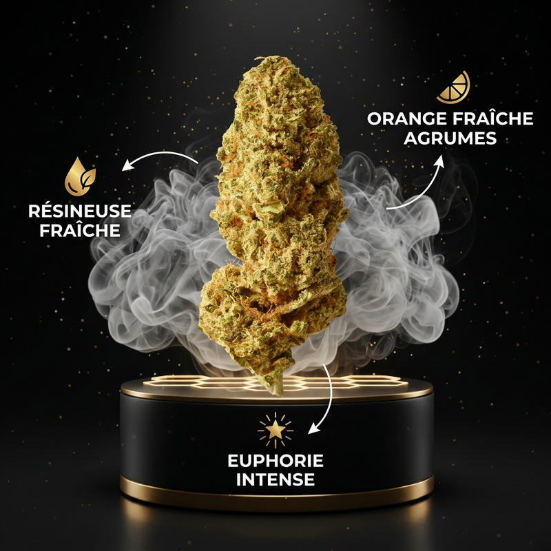 Orange Bud THV+