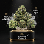 Pop Corn Gorilla Glue THV+