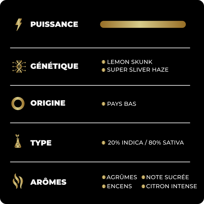 Super Lemon Hash THV+