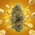 Banana Kush THV+