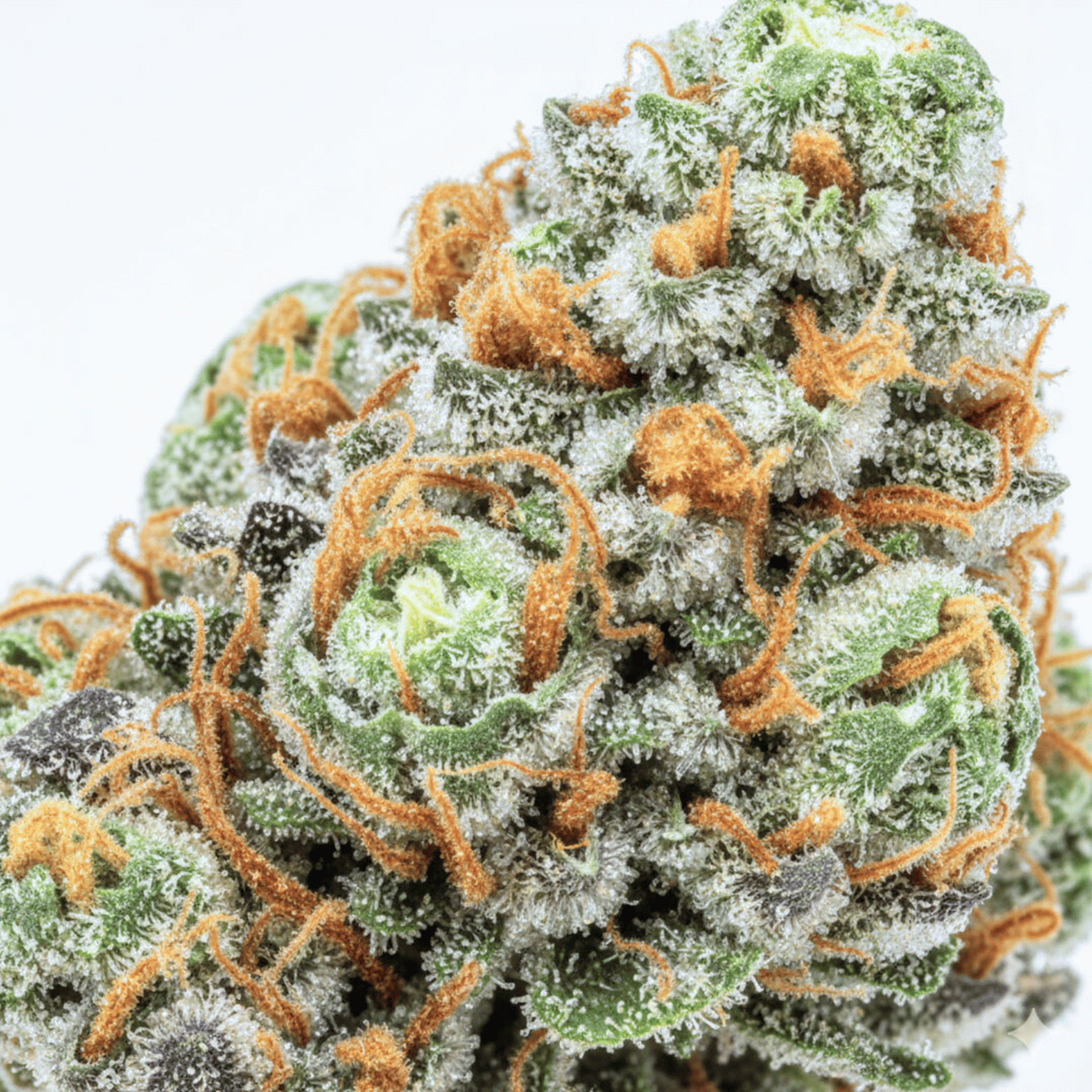 Sour Lemon THV+