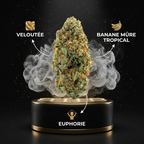 Banana Kush THV+