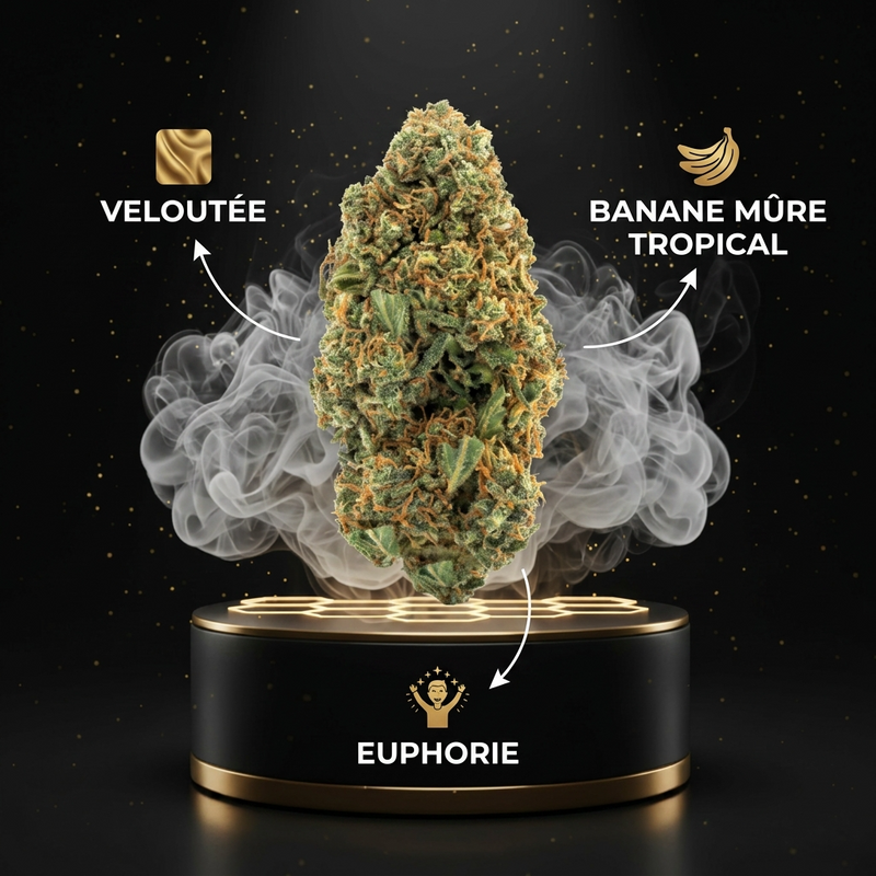 Banana Kush THV+
