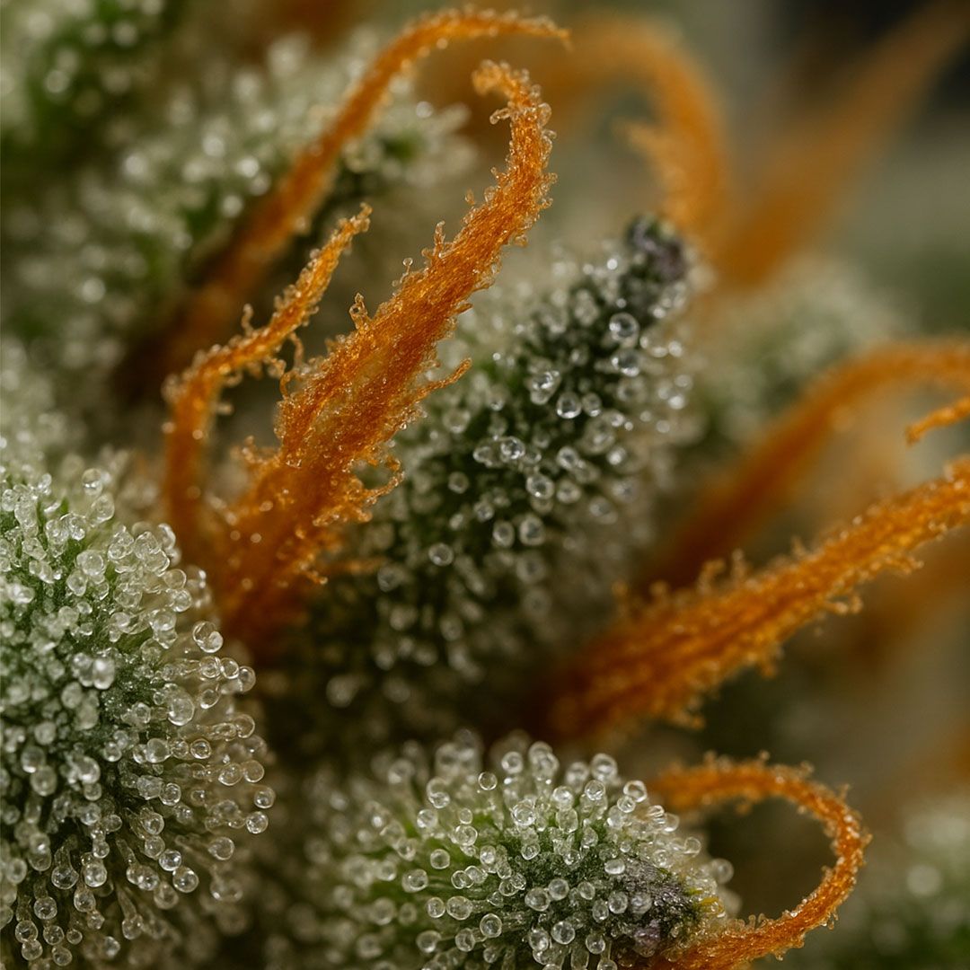 Amnesia THV+
