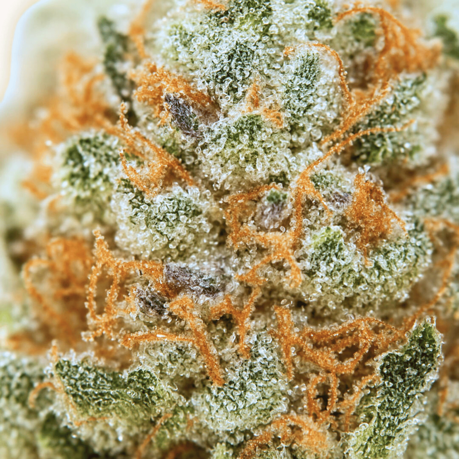 Strawberry Small Buds THV+
