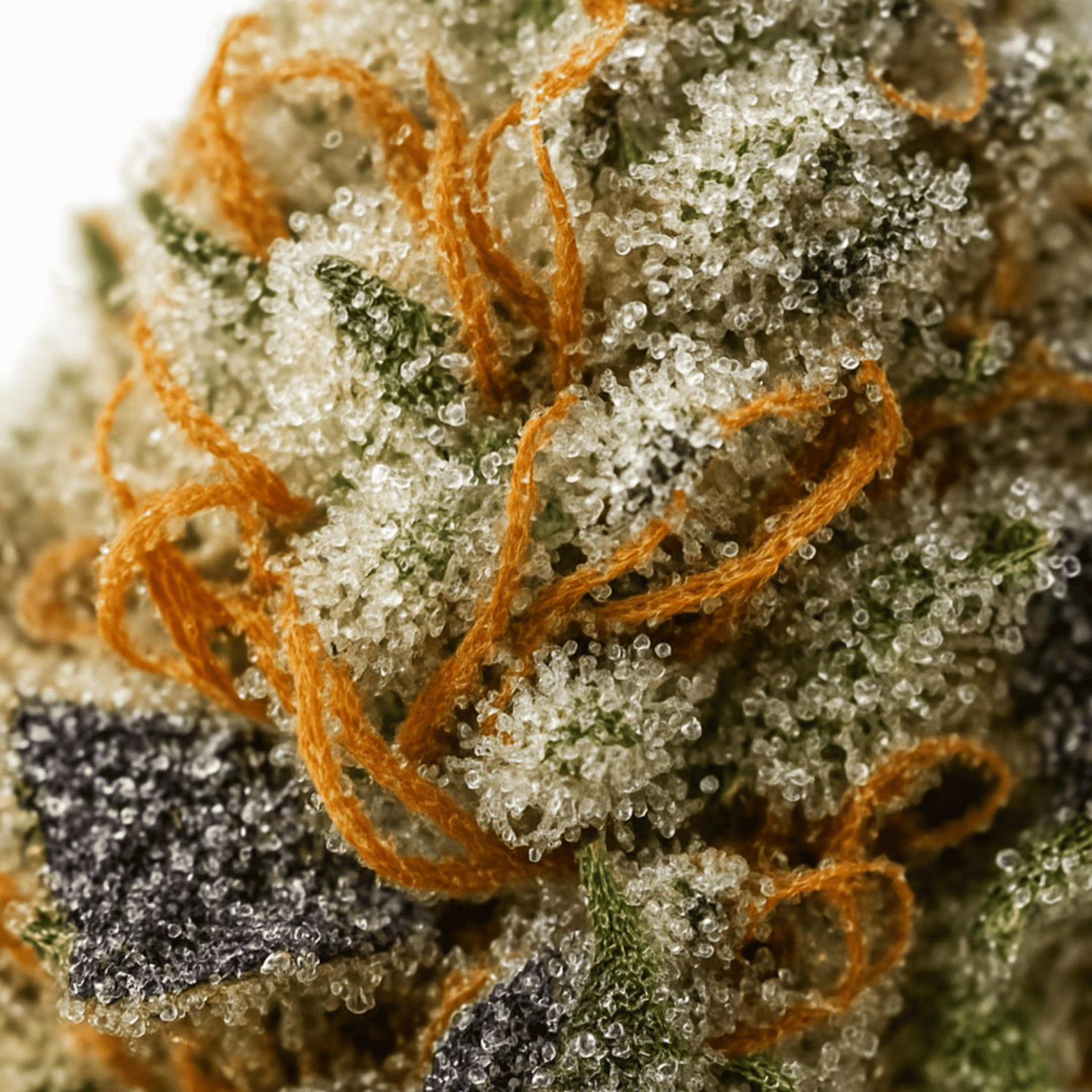 Orange Bud THV+