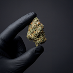 White Berry Small Bud THV+