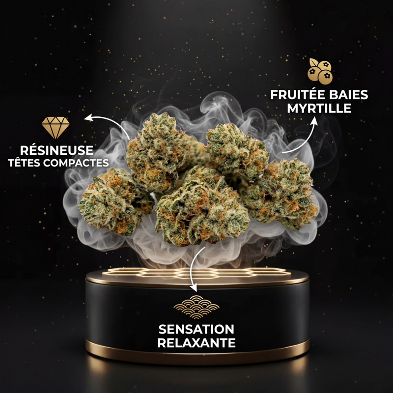 White Berry Small Bud THV+